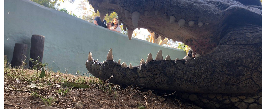 Crocodile Creek Crocodile Creek is nestled in sub tropical coastal bush, overlooking the Utongati River flood plain, mid way between Ballito and Tongaat, north of Durban, in Kwazulu Natal.