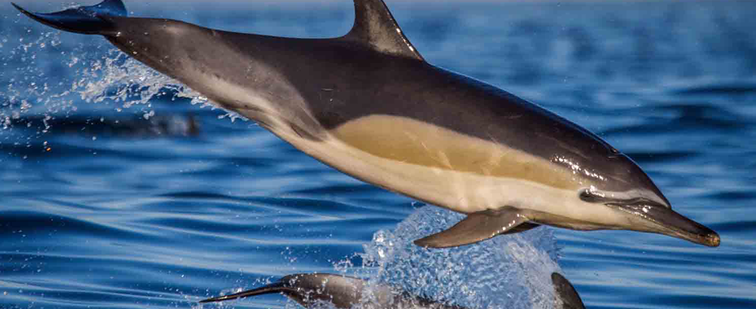 Dolphine Coast The Dolphin Coast shoreline is an exciting blend of golden beaches and rock pools for safe bathing, surfing and scuba diving, rock and skiboat fishing, or just relaxing on the beach.