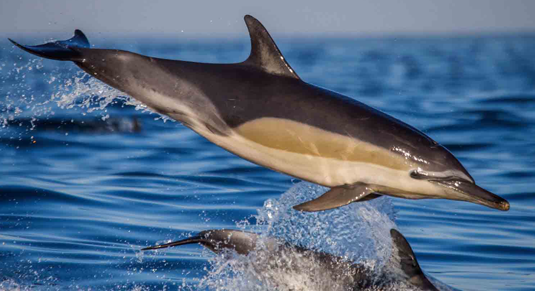 Dolphine Coast The Dolphin Coast shoreline is an exciting blend of golden beaches and rock pools for safe bathing, surfing and scuba diving, rock and skiboat fishing, or just relaxing on the beach.